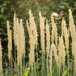 Au jardin, cette plante très facile d’entretien attire les oiseaux chez vous plus vite qu’on ne pense