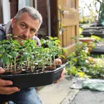 Les maraîchers ne plantent jamais leurs tomates sans cette étape clé : voici pourquoi