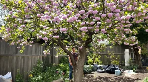 Cet arbre pousse aussi vite que le bambou, mais sa floraison remarquable fait toute la difference