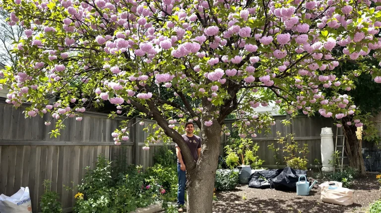 Cet arbre pousse aussi vite que le bambou, mais sa floraison remarquable fait toute la difference Cet arbre pousse aussi vite que le bambou, mais sa floraison remarquable fait toute la difference