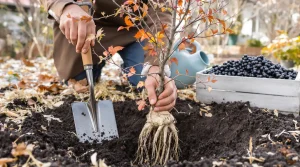 Le fruitier le plus simple du jardin : même sans main verte, il pousse et ça marche