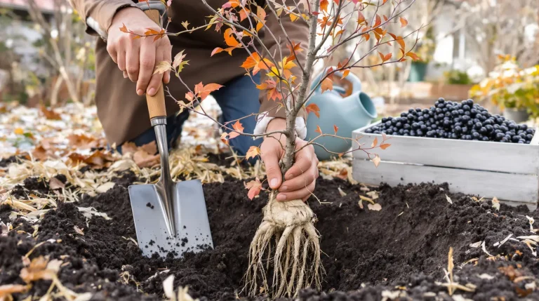 Le fruitier le plus simple du jardin : même sans main verte, il pousse et ça marche Le fruitier le plus simple du jardin : même sans main verte, il pousse et ça marche