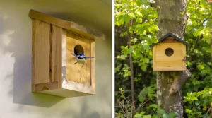 Mésanges au jardin : cet abri mal placé les fait fuir, la règle simple que 8 propriétaires ignorent